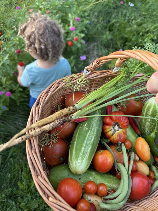 A child with curly hair reaches into a garden in the background, while a basket filled with freshly harvested tomatoes, cucumbers, carrots, and green beans sits in the foreground.