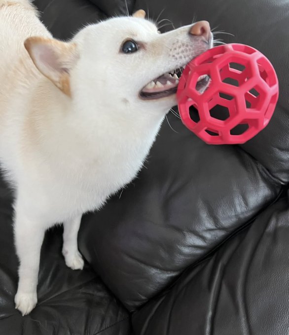 A white Shiba Inu dog with a pink nose sits on a black leather couch, playfully biting into a red geometric hollow ball toy.