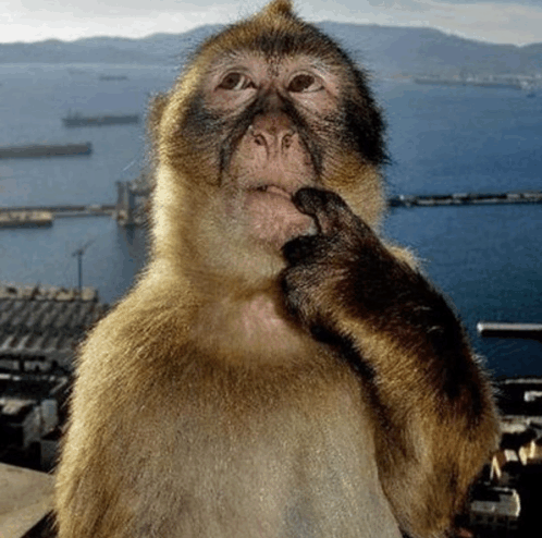A Barbary macaque monkey poses in a contemplative "thinking" gesture with its hand on its chin, set against a scenic harbor backdrop. The image ties to the "$HMMONKEY" meme coin launch, with the monkey's classic "hmm" expression playfully promoting the token now listed on Robinhood via Wirebot (CA: 0xeF54eE64a12Da458e5091059547120516Ecd40e9).