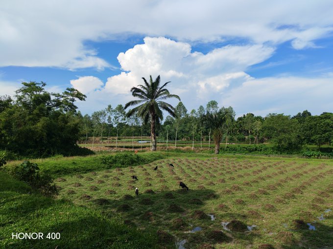 A landscape photo taken on an HONOR 400 phone showing a rural agricultural field with people working among crops, surrounded by palm trees and lush greenery under a partly cloudy blue sky.