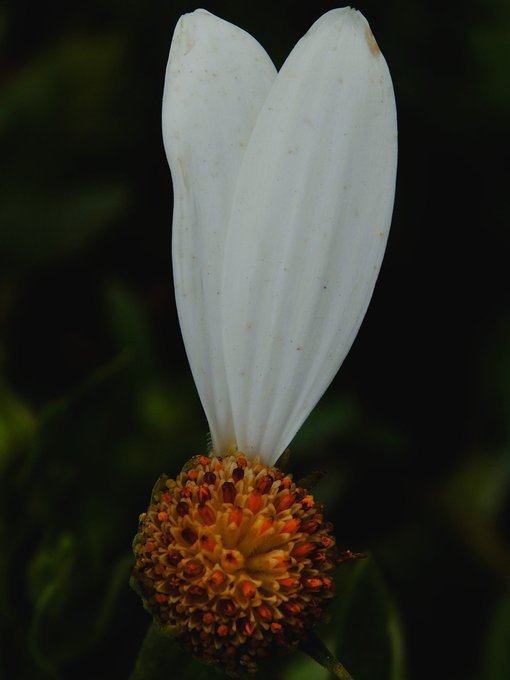 A white flower bud rises gracefully above an orange cluster of seeds against a dark background, evoking the quiet anticipation of spring's arrival. The image complements the post's message about an artwork titled "Ears To Spring," with only one edition remaining for 3xtz on objkt.com.
