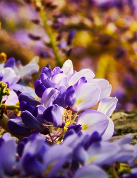 A close-up photograph of delicate purple crocus flowers in bloom, with vibrant yellow stamens visible against a softly blurred background.