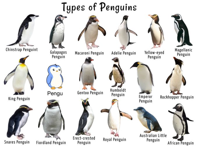 The image features a collection of 17 different types of penguins, each with unique characteristics and appearances. The penguins are depicted in various poses and colors, showcasing their diverse species. One penguin stands out from the rest as it has its head turned towards the camera. The post also includes a small legend that reads "$Pengu", which is likely to be the name of the tiny penguin featured in the image.
