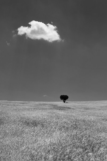 A black-and-white landscape photograph of a solitary, round tree standing in a vast field of grass beneath a bright, isolated cloud in a dark sky.