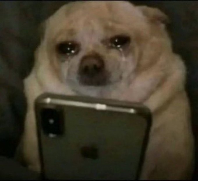 A meme image of a small fluffy dog with a sad expression, crying while looking at a smartphone.