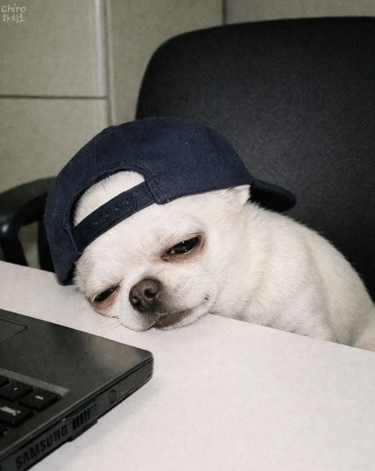 A white chihuahua wearing a backwards dark blue cap rests its head on a desk next to a Samsung laptop, looking sleepy. The image is watermarked 'Chino 外木丁' in the upper left corner.