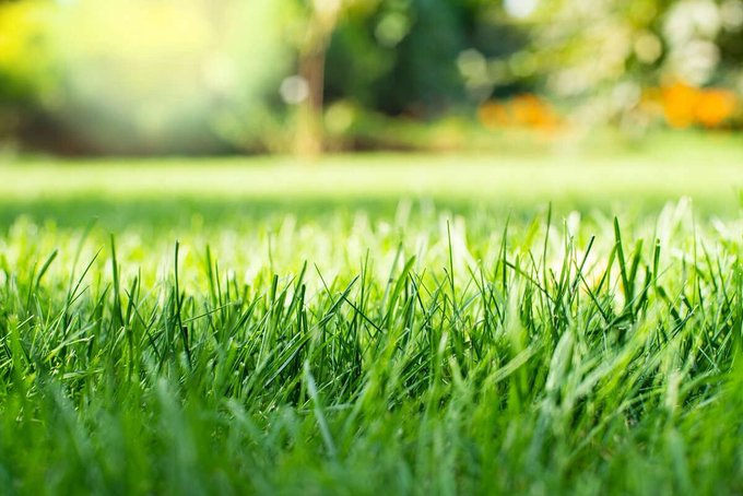 A close-up of sunlit, vibrant green grass blades stretches across a lawn with a softly blurred background of trees and warm sunlight, capturing the simple invitation to step outside and literally "touch some grass" on a relaxed Sunday afternoon.