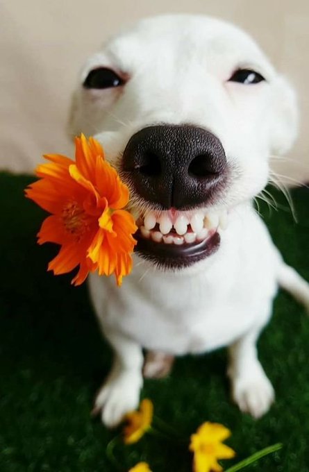 A close-up photo of a white dog smiling with a bright orange flower in its mouth, standing on green artificial grass with fallen yellow flowers.