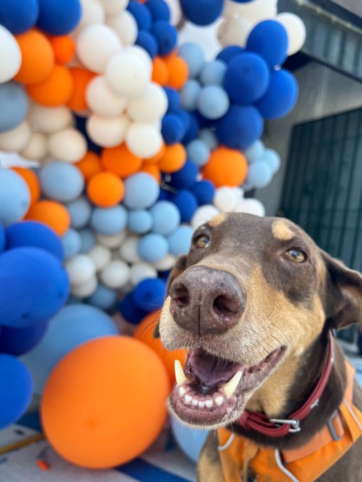 The image features a brown dog with an orange vest, standing next to a wall filled with colorful balloons of various sizes. The dog appears happy and content as it looks directly at the camera. The caption "happy doggorl" suggests that this is likely a photo taken by someone who has recently adopted or encountered the dog, possibly for a pet-related event or celebration.