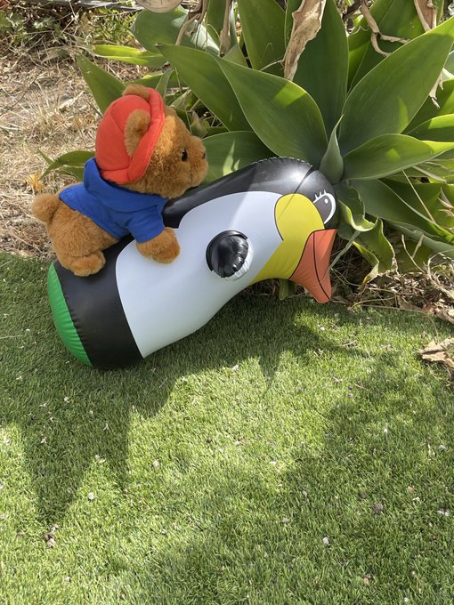 A teddy bear wearing a red hat and blue shirt sits on an inflatable puffin toy on the grass, illustrating the $BERT "dodging" a $PENGU reference in the post.