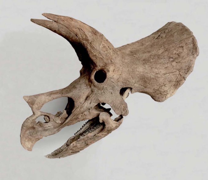 A weathered dinosaur skull with prominent horns and a beak-like structure, displayed against a plain light background.