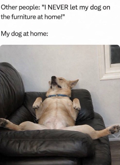 A relaxed dog lounges sprawled out across a black leather recliner, belly up and completely at ease, paired with the caption text reading: "Other people: 'I NEVER let my dog on the furniture at home!' My dog at home:" — humorously showcasing the very "peak dog privilege" the post describes.