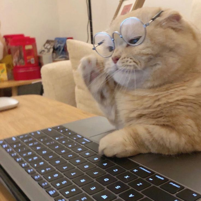 A grumpy orange cat wearing glasses sits at a backlit keyboard, looking thoroughly exasperated as if forced into yet another global team meeting across time zones.