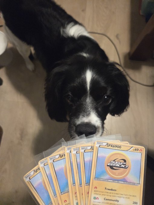 A black and white dog looks up at a fan of Pokémon trading cards held in front of it, with a visible 'SPX6900' card showing 'Freedom' and 'Community' text.