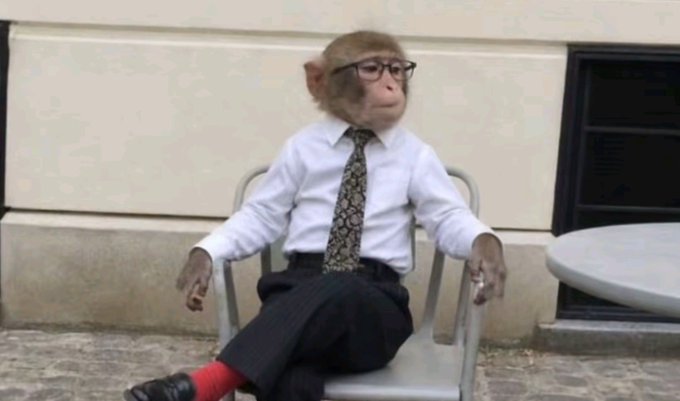 A monkey dressed in a white dress shirt, patterned tie, and dress pants lounges in a chair wearing eyeglasses and red socks. The humorous "First 33 gm" caption pairs with the image to create a playful visual pun, with the well-dressed primate embodying a sophisticated "good morning" greeting.