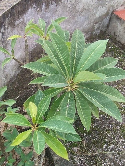 A young plumeria/frangipani plant with elongated green leaves growing in a concrete planter with soil visible at the base.