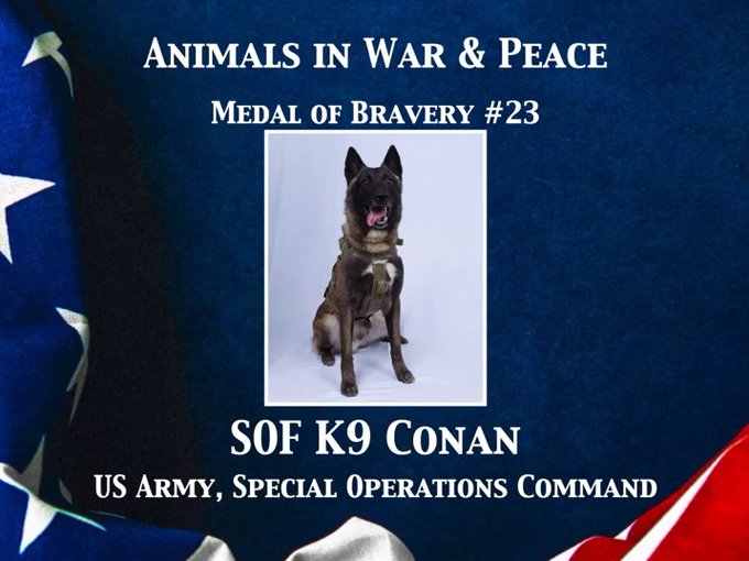 A tribute graphic titled 'Animals in War & Peace - Medal of Bravery #23' honoring S0F K9 Conan from the US Army, Special Operations Command, showing a photograph of a Belgian Malinois military working dog against an American flag background.