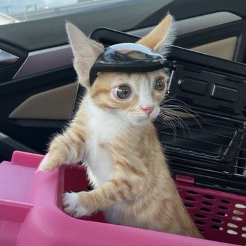 An orange and white tabby kitten standing in a pink shopping basket, looking up at the camera while wearing a small black visor cap.