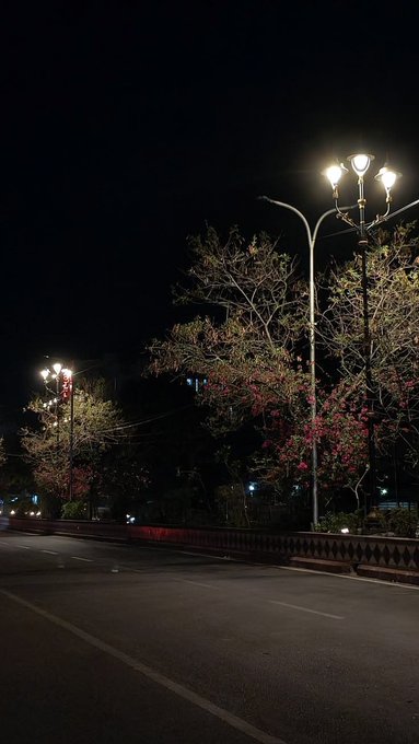 A nighttime city street scene featuring ornate lamp posts illuminating trees with pink blossoms along an empty road.