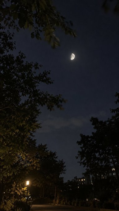 A nighttime photo showing a half moon in the dark sky, framed by silhouetted tree branches with a streetlamp illuminating the path below.