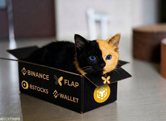 A black and orange cat with blue eyes sits inside a black cardboard box branded with 'BINANCE', 'FLAP', 'BSTOCKS', and 'WALLET' logos, with '@BICATONBNB' watermark visible.