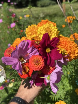 A hand holds a vibrant bouquet of freshly picked flowers including pink cosmos, orange and yellow marigolds in a sunny garden setting.