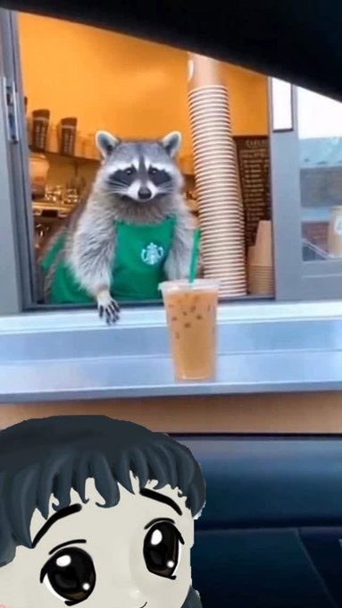 A raccoon wearing a green Starbucks apron serves an iced coffee through a drive-thru window, with the Starbucks logo visible on the uniform, perfectly matching the "GM $jimothy got me the coffee today" post as the furry barista delivers the morning brew to the milady anime character.