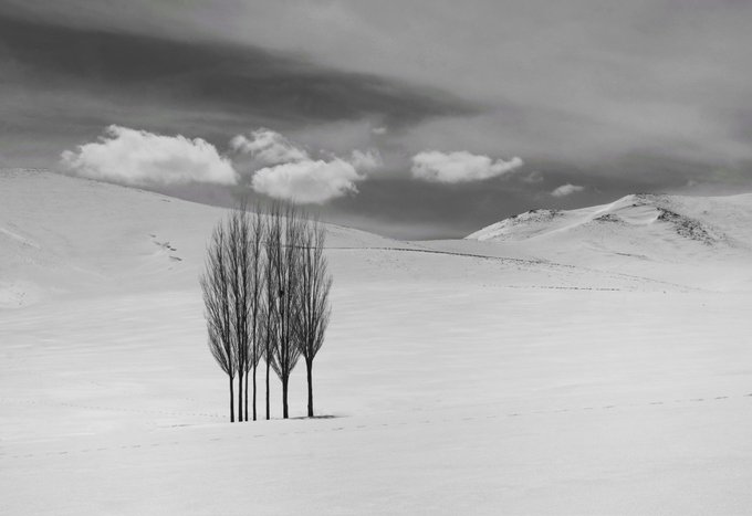 A black and white landscape photograph showing a small cluster of bare trees standing in a vast snow-covered field, with rolling hills and dramatic clouds in the background.