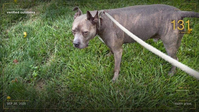 A grey pitbull-type dog on a white rope leash standing in tall grass, with text reading 'verified outdoors', 'DAY 131', and 'SEP 28, 2026'.