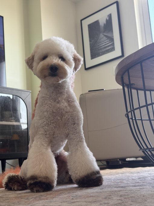 A fluffy white dog with darker paws standing upright on its hind legs on a carpeted floor in a living room, looking directly at the camera.