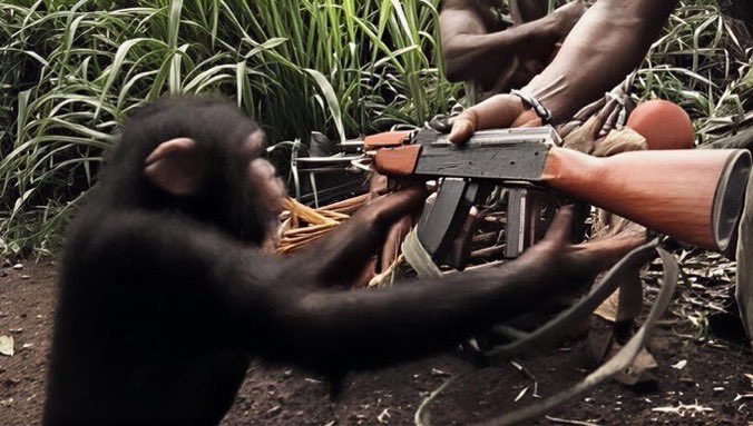 A disturbing image showing a young chimpanzee reaching for an assault rifle held by a human in a jungle setting.