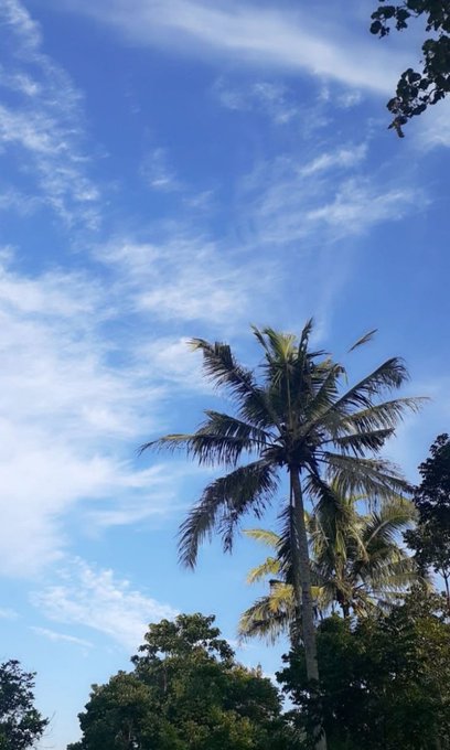 A tall palm tree reaching up into a bright blue sky with wispy white clouds.