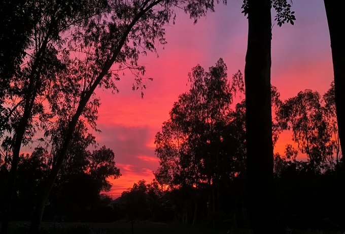 The image features a beautiful sunset with a pink sky, casting an orange glow over trees and bushes below. The sun is setting behind the trees, creating a stunning backdrop for this picturesque scene. In the foreground of the photo, there are two silhouetted trees standing tall against the vibrant colors of the sky. The text "Good Evening Everyone Excited for @base TGE $BASE coming soon" is also present in the image, likely indicating that the sunset was captured during a special event or gathering at the base.