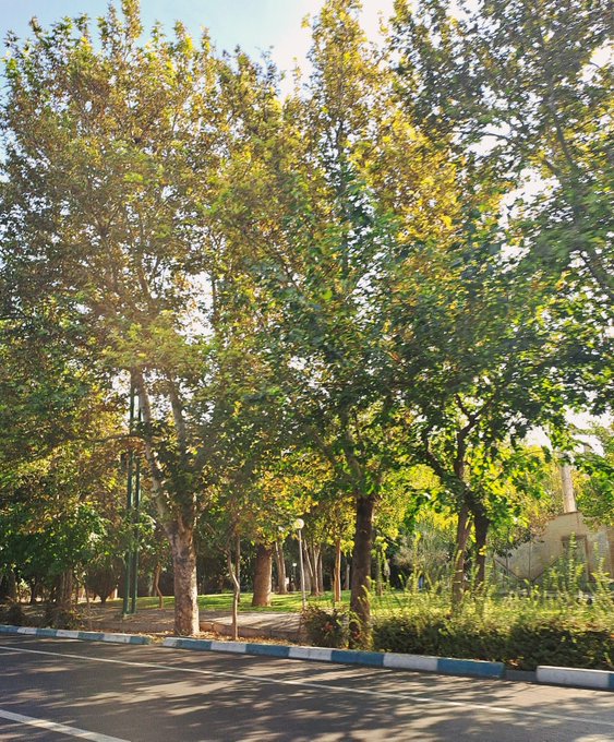 A sunny street scene with tall green trees lining a road, featuring a blue and white painted curb and a lamppost in a park-like setting.