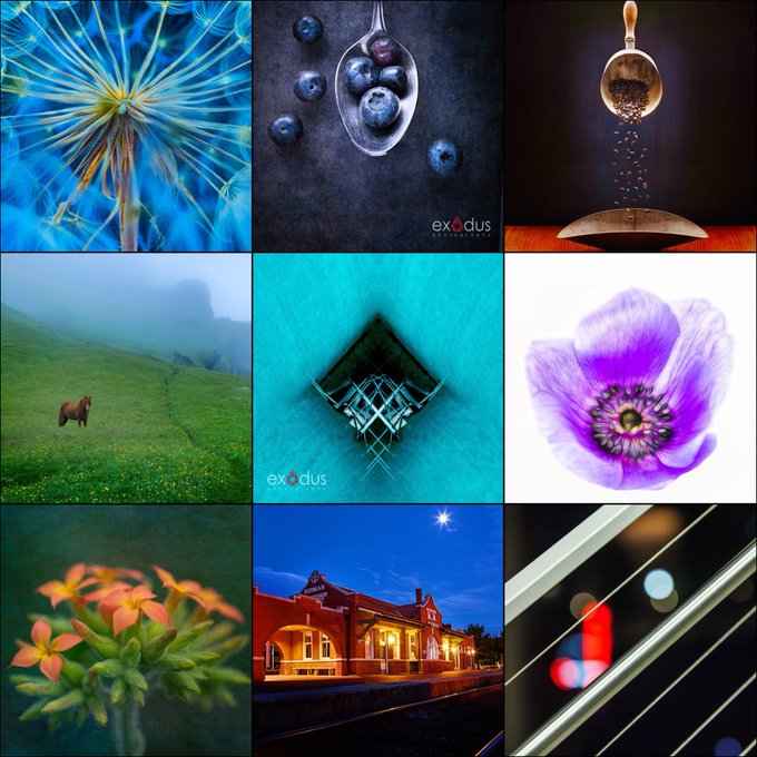 A 3x3 collage of various photographs featuring nature, food, and abstract subjects, including a dandelion, blueberries on a spoon, a horse in a foggy field, a train station, and a purple anemone flower, with two images watermarked "exodus."