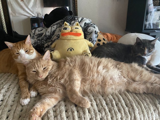 Three relaxed cats lounge together on a bed with a plush winking cat toy, fittingly celebrating International Cat Day and wishing all cat-themed cryptocurrencies a "very up" day.