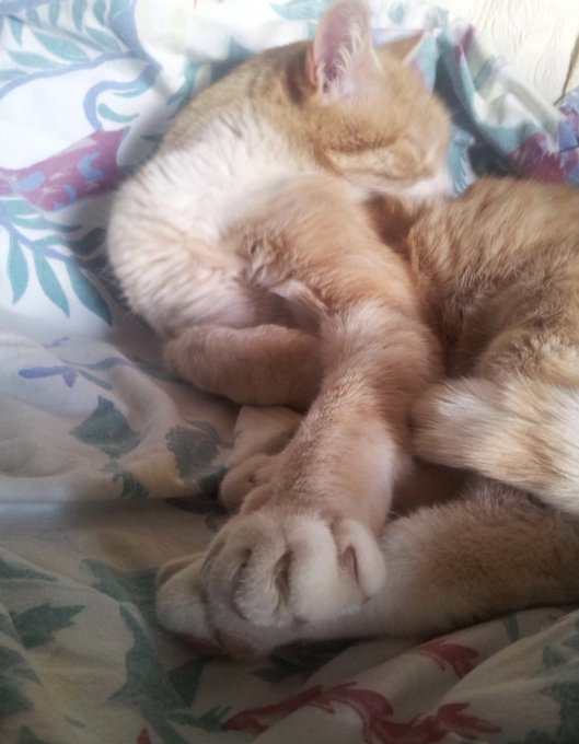 A close-up photo of an orange and white cat curled up and sleeping on a floral-patterned blanket.