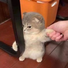 A small gray and white kitten standing on its hind legs on a tiled floor, reaching a paw toward a human hand.
