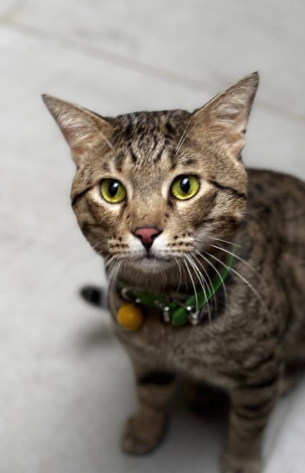 A tabby cat with striking green eyes stares up at the camera while wearing a green collar with a yellow bell charm, set against a light wooden floor. The cat's curious, scrutinizing gaze cleverly mirrors the post's theme of carefully vetting memecoin investments on Solana before succumbing to FOMO, as if the cat is doing its own due diligence on suspicious tokens.