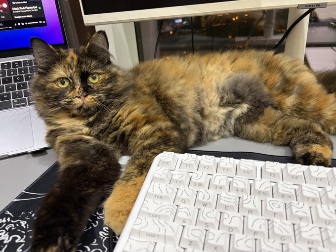 A tortoiseshell cat lies stretched out on a desk between a laptop and a white mechanical keyboard.