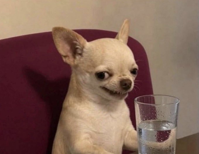 A small white Chihuahua with a subtle smile sits at a table beside a glass of water, wearing an expression that mirrors the calm resilience of the post's message offering warmth to those disappointed by the Clarity Act's failure to pass.