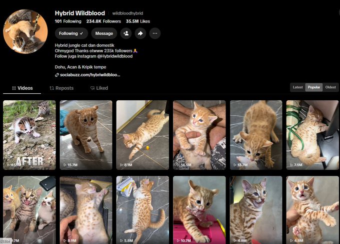 The image shows the TikTok profile of "Hybrid Wildblood" (@wildbloodhybrid), a hybrid jungle cat and domestic cat owned by Ohnyod, featuring 254.8K followers, 35.5M likes, and a grid of popular orange spotted feline videos. This relates to the post announcing the onboarding of the owner of Kripik Tempe, a viral cat with 235K TikTok and 155K Instagram followers, onto the platform to receive 100% of the fees from a new coin launch.