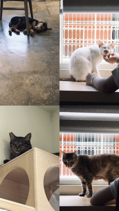 A four-panel collage of cat photos showing different cats: a black and white cat sleeping on a concrete floor, a white cat on a windowsill, a tabby cat peeking over a wooden cat house, and a calico cat on a windowsill.
