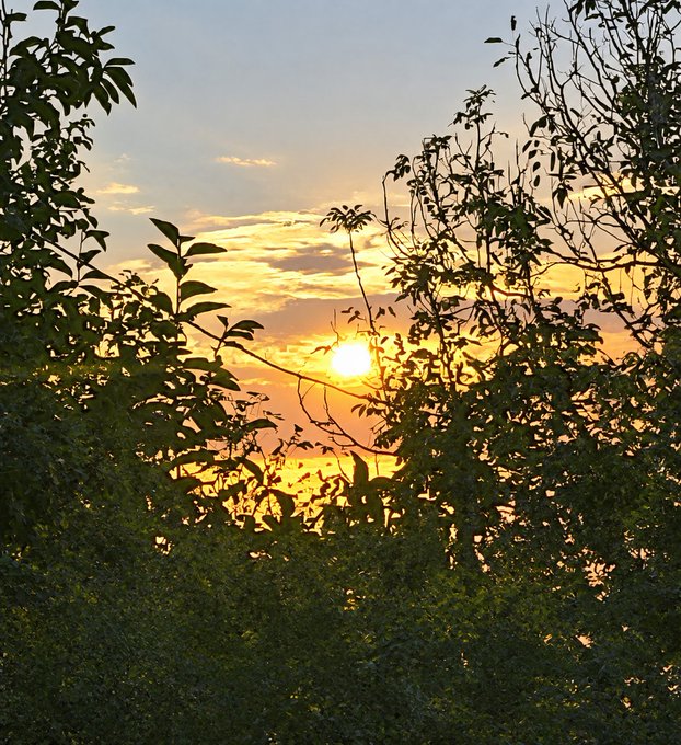 A sunset is visible through the silhouetted branches and leaves of a tree.