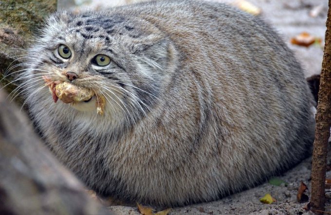 A fluffy gray wild cat with a plump face, eating a small piece of meat, standing on the ground between some rocks.