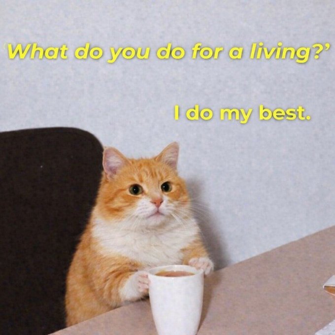 An orange cat sits at a desk holding a mug with paws crossed, featuring yellow text that reads 'What do you do for a living?' and 'I do my best.'