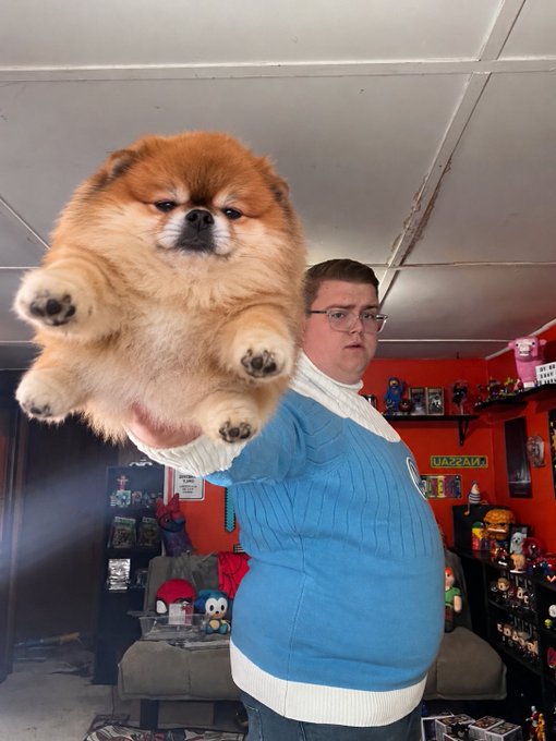 A person wearing a blue and white sweater holds up a fluffy Chow Chow dog against the camera, showcasing its round face and paws in a room with red walls and various collectibles.