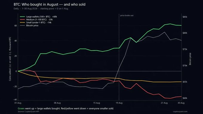The chart "BTC: Who bought in August — and who sold" shows daily on-chain data from August 1-30, 2025, tracking Bitcoin price (gray line, ranging roughly $60k-$85k) against net coin additions by wallet size: large whales with 1000+ BTC net buying ~+60k coins (green), while medium wallets (1-100 BTC, red) and small wallets (under 1 BTC, yellow) both sold throughout the month, supporting the post's claim that whales holding 1000+ BTC continued accumulating even as smaller holders sold and Bitcoin's price broke out upward around August 19.