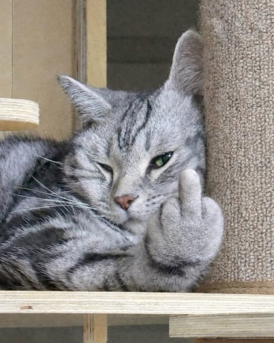 A gray tabby cat gives a thumbs up with one paw while winking and leaning against a textured surface.