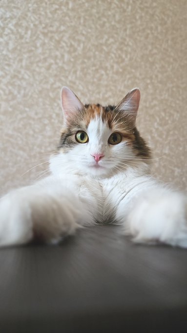 A close-up photograph of a calico cat with white, orange, and black fur, resting its paws on a dark surface and looking directly at the camera.